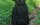 Phantump Cosplay