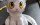 Custom Cat Sculpt